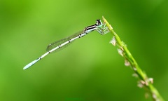 Agriocnemis pieris