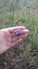 Allium cyrillii