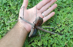 Bactrododema