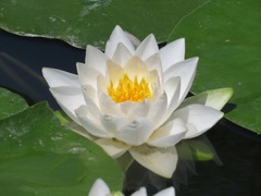 Nymphaea alba