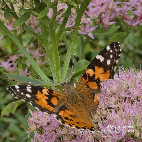 Painted Lady