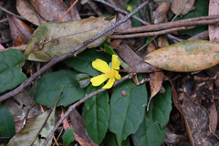 (c) Bryce Watts-Parker, some rights reserved (CC BY) Hibbertia dentata, photograph (c) Bryce Watts-Parker, some rights reserved (CC BY)