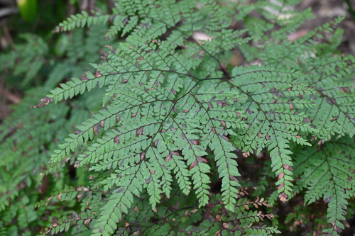 Adiantum formosum, photograph 4