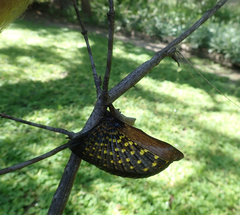Bactrododema