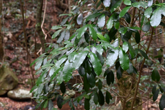 Baloghia inophylla, photograph (c) Bryce Watts-Parker, some rights reserved (CC BY)