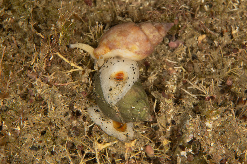 Nassarius spiratus, 2026-01-07