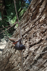 Bactrododema