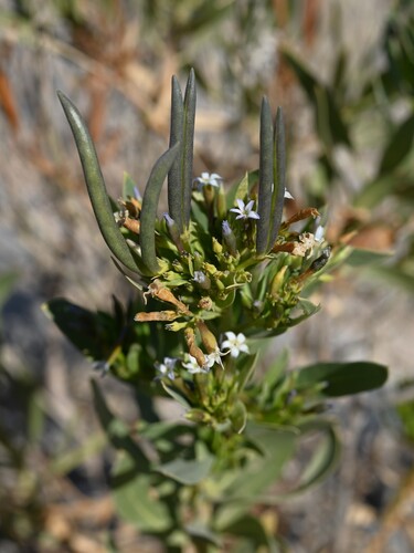 Rhazya stricta, photograph 4
