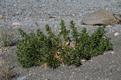 Rhazya stricta, photograph (c) Krzysztof Ziarnek, some rights reserved (CC BY)