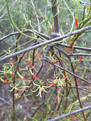 Image of Lysiana casuarinae by (c) Tim Hammer, some rights reserved (CC BY)