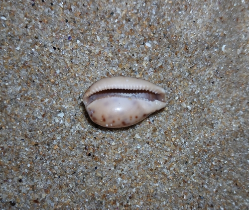 Notocypraea comptonii observed 2026-09-12