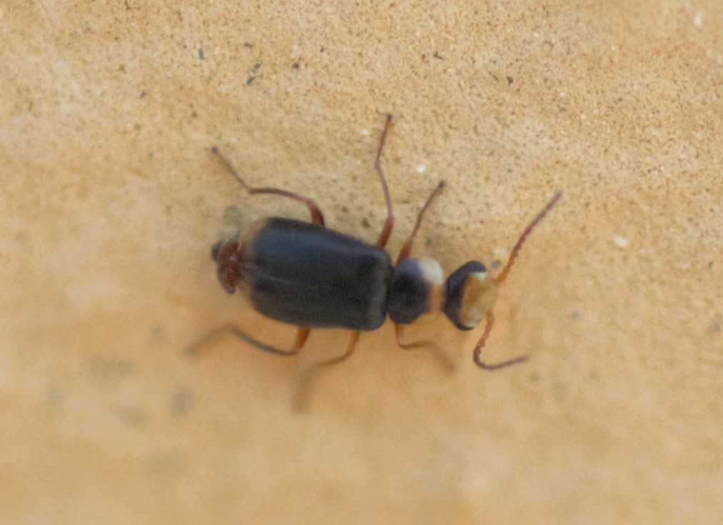 Hypebaeus albifrons