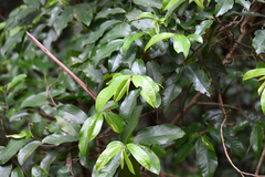 Eupomatia laurina