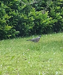 Columba palumbus