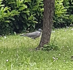 Columba palumbus