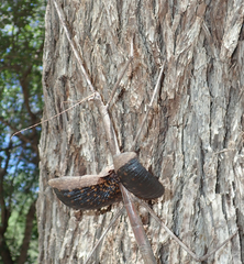 Bactrododema