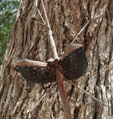 Bactrododema