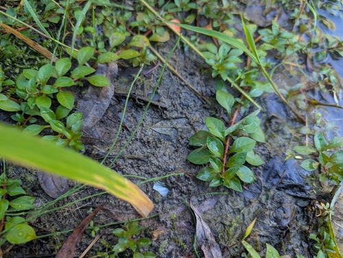 Water Purslane