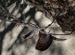 Bactrododema