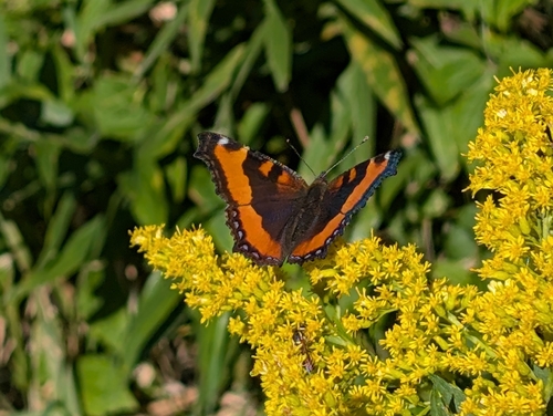 Milbert's Tortoiseshell