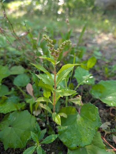 ditch stonecrop