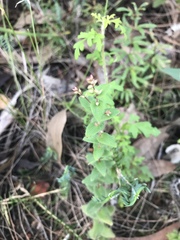Leucopogon amplexicaulis