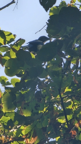 Eurasian Magpie