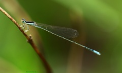 Aciagrion occidentale