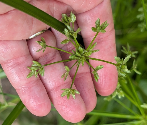 Cyperus ochraceus observed 2026-09-11