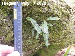 Pyrrosia linearifolia