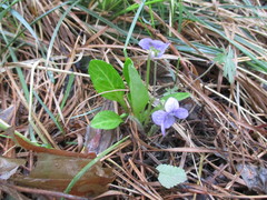 Viola gmeliniana