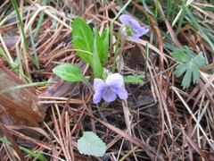 Viola gmeliniana
