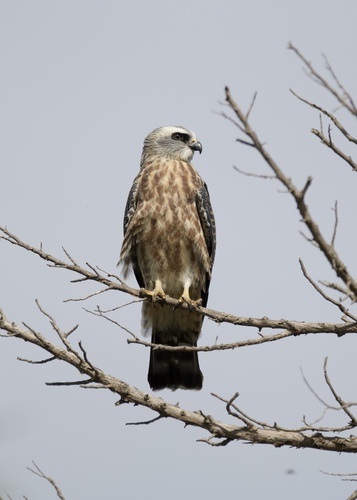 Mississippi Kite