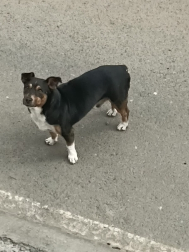 Domestic Dog