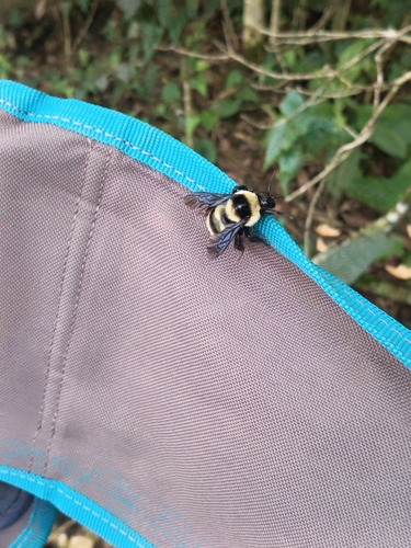Brazilian Bumble Bee