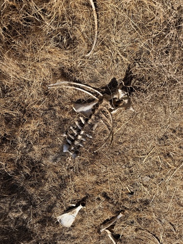 Tule Elk