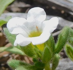 Frankliniella