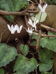 Cyclamen creticum