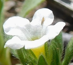 Frankliniella
