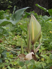 Arum concinnatum