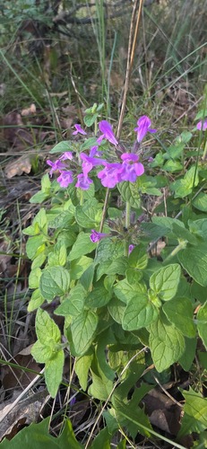 Wild Basil