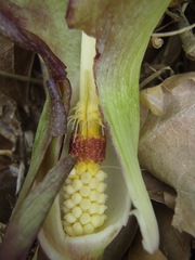 Arum concinnatum