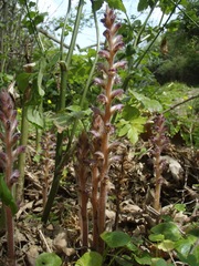 Orobanche pubescens
