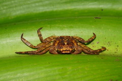 Circulium scandens