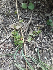 Lysimachia nummularia