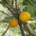 Citrus × aurantium - Photo (c) Ulf Swenson, μερικά δικαιώματα διατηρούνται (CC BY-NC), uploaded by Ulf Swenson