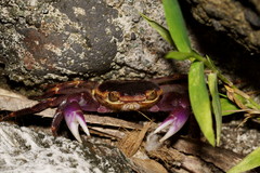 Geograpsus grayi