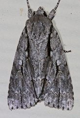 Acronicta lobeliae