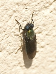 Chloromyia formosa
