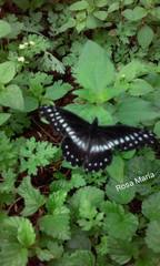 Catasticta flisa flisa